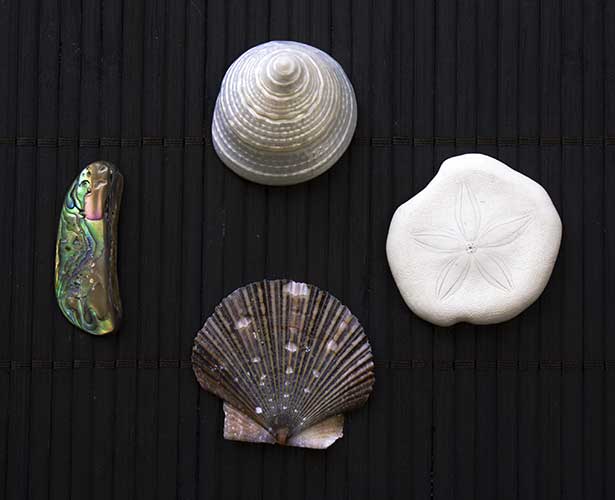 Shells - check to make sure they are sturdy, especially around the edges.
