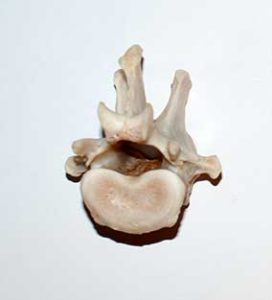Wolf vertebra