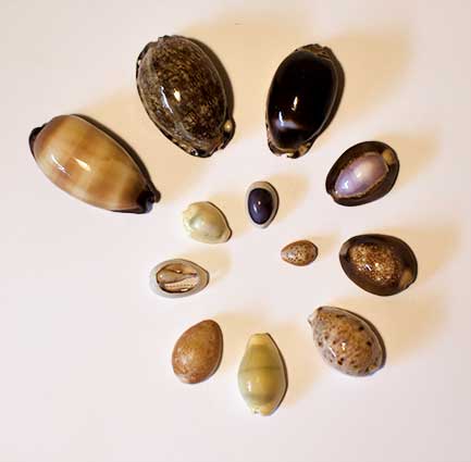 Cowrie shells come in a wide variety of sizes and colors