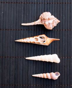 Many shells have a good shape for use as pointers
