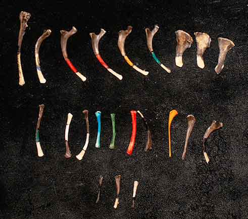 Larger bones painted with clues to interpretation in wonderful detail, as well as some painted with just decorative symbols.